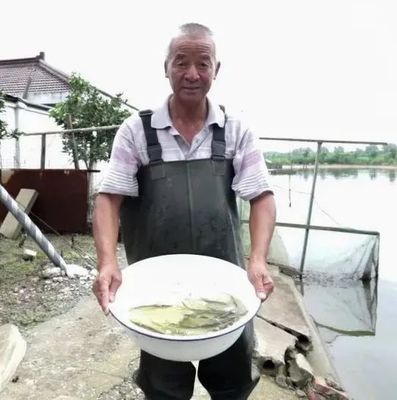 大國農匠奪魁記 青浦水產養殖先鋒，魚類養殖技術革新之路
