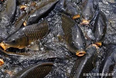 羅非魚高效養殖 精細化飼養管理與水質改良劑研發應用全解析